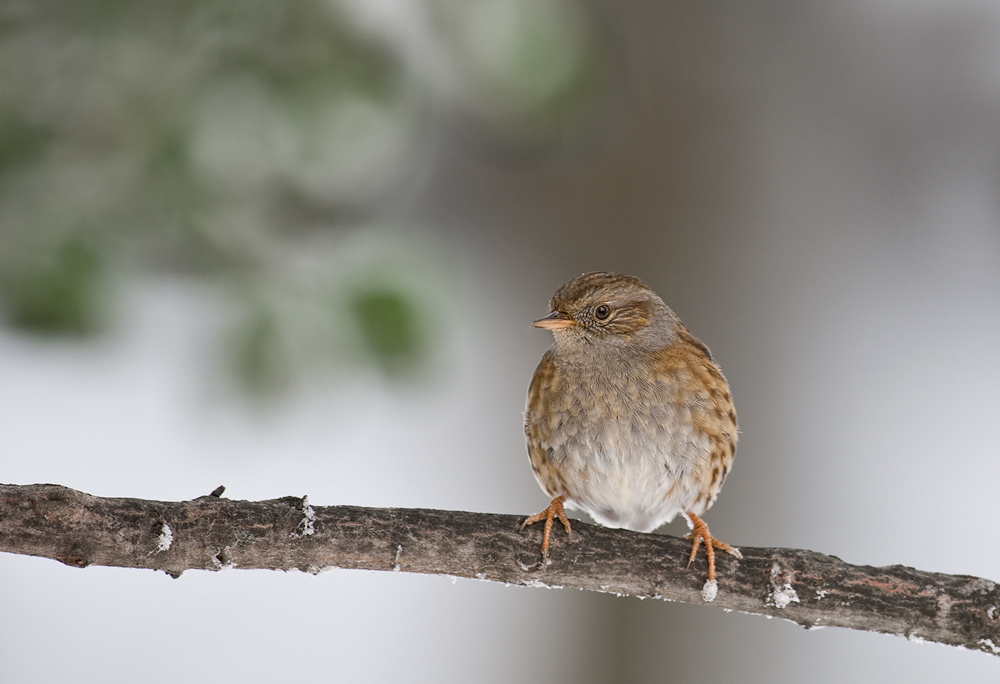 Quando si dice "buca il monitor"....