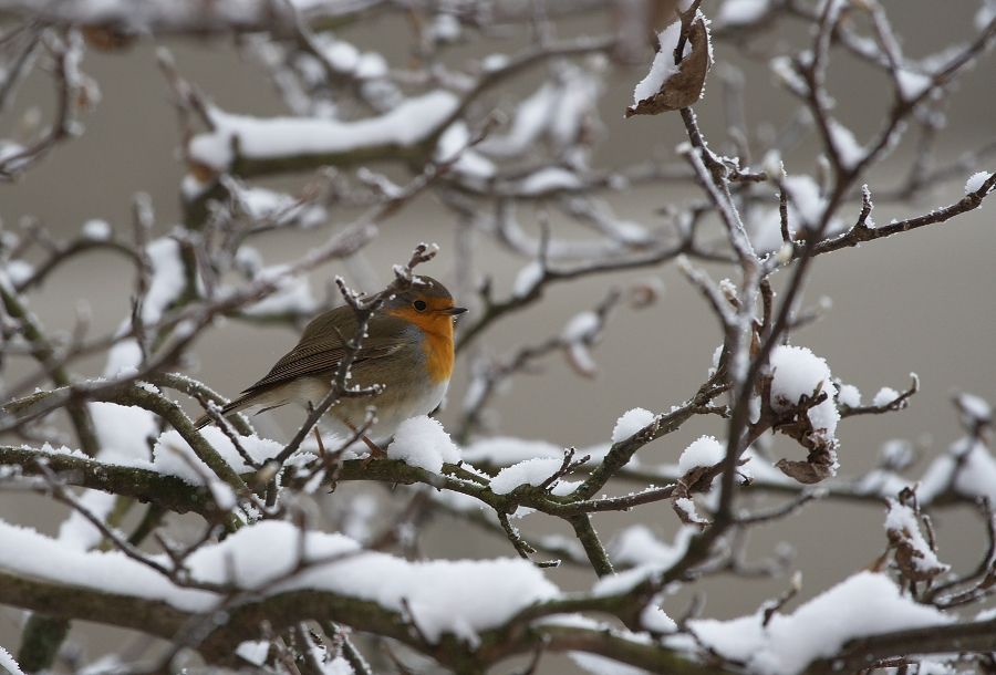 Pettirosso in cerca di cibo