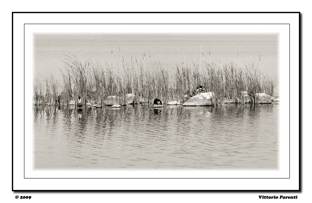 L'ISOLA DELLE PAPERE