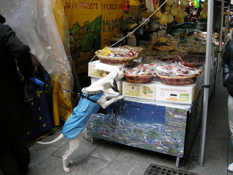 Al cane piacciono i prodotti della Sicilia