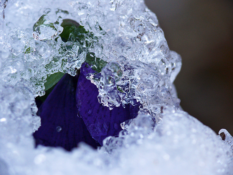 Nella morsa del gelo