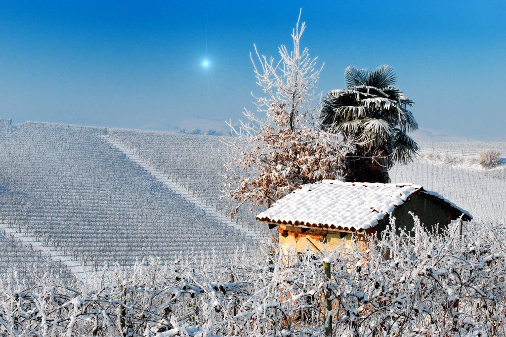 Presepio tra le vigne