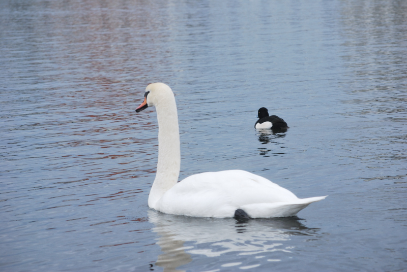 Il brutto anatroccolo