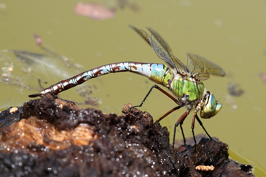 Anax Imperator