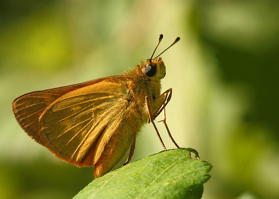 ...L'Abbronzatura...!!!