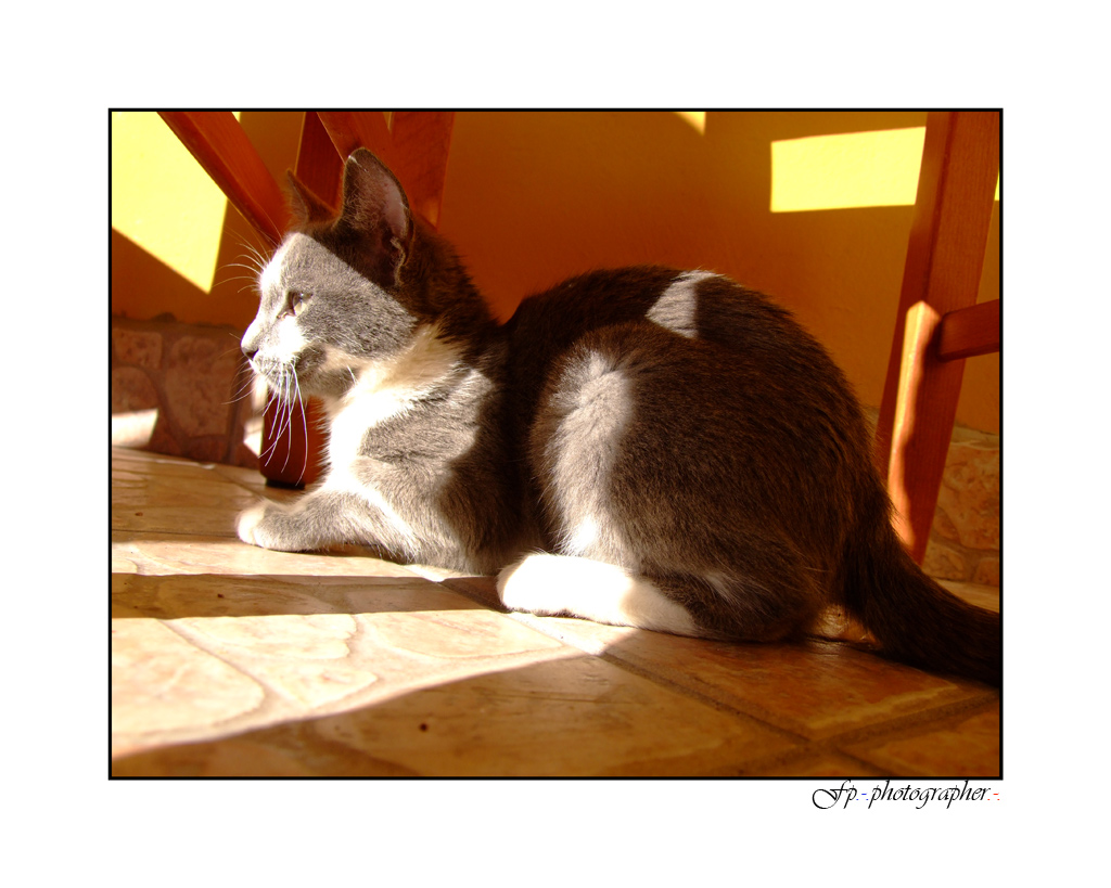 Curiosity kill the cat!