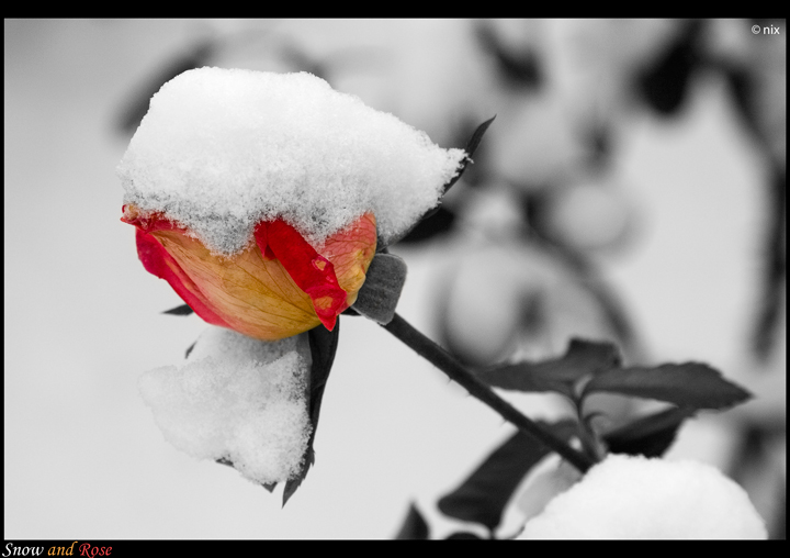 snow and rose
