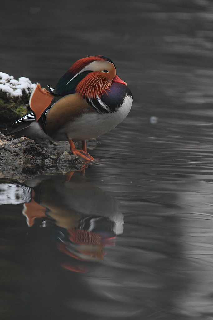 Mandarina infreddolita