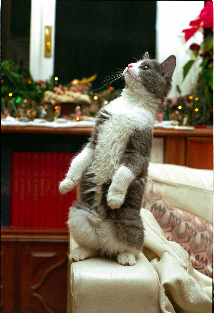natale con trilly