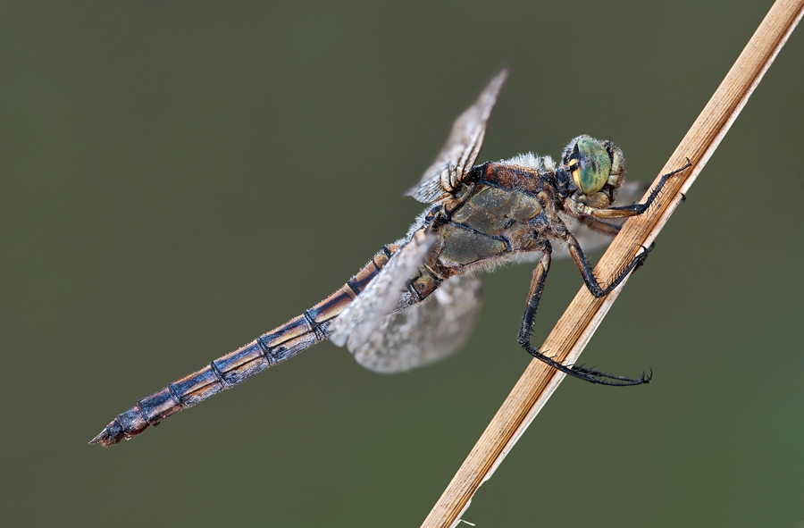 Auguri Buon Natale - Orthetrum albistylum