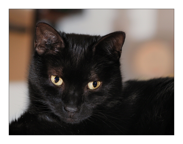 Mistral...il mio gattone