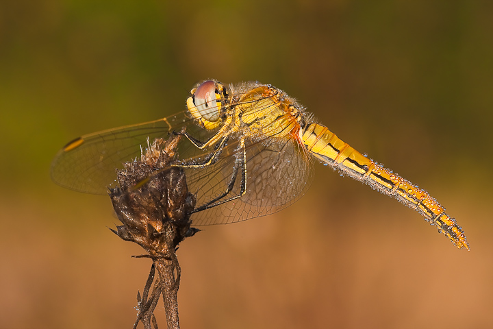 Aspettando il 2010, auguri a tutto il forum!