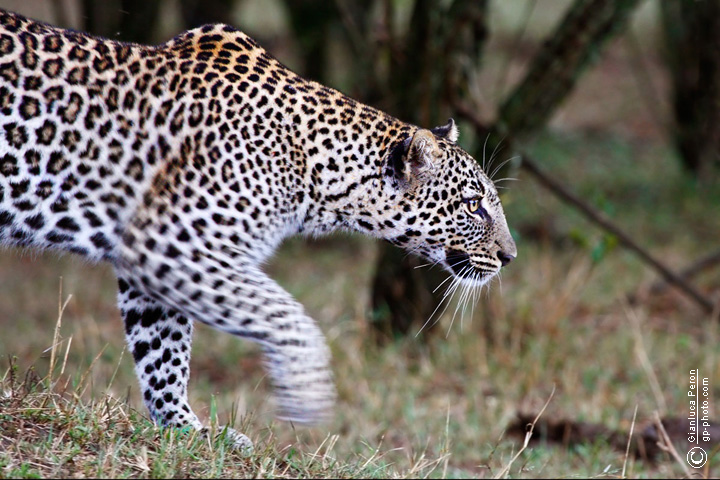 Leopardo