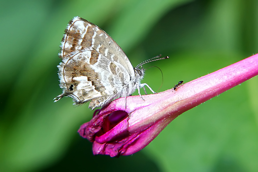 Farfallina VS Formica