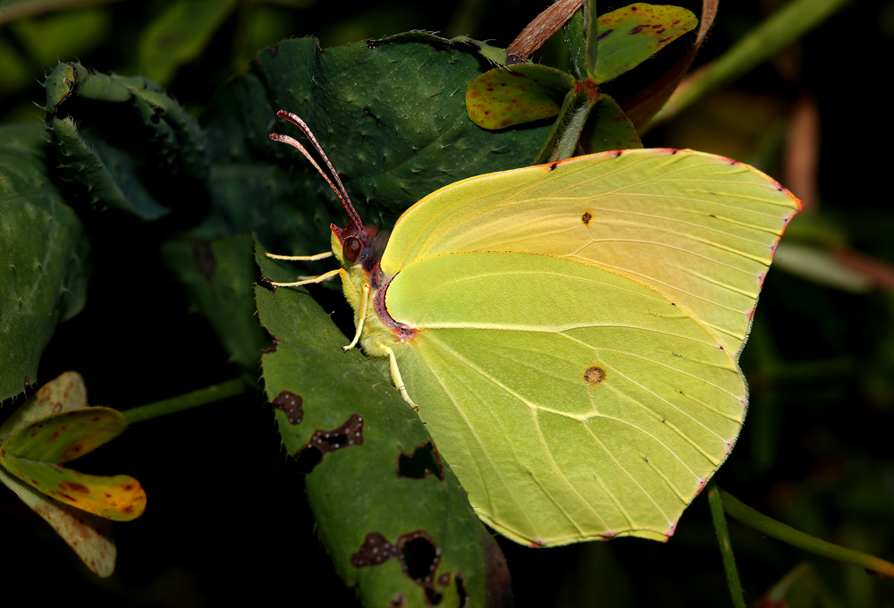 ...Un'Altra Farfalla...!!!