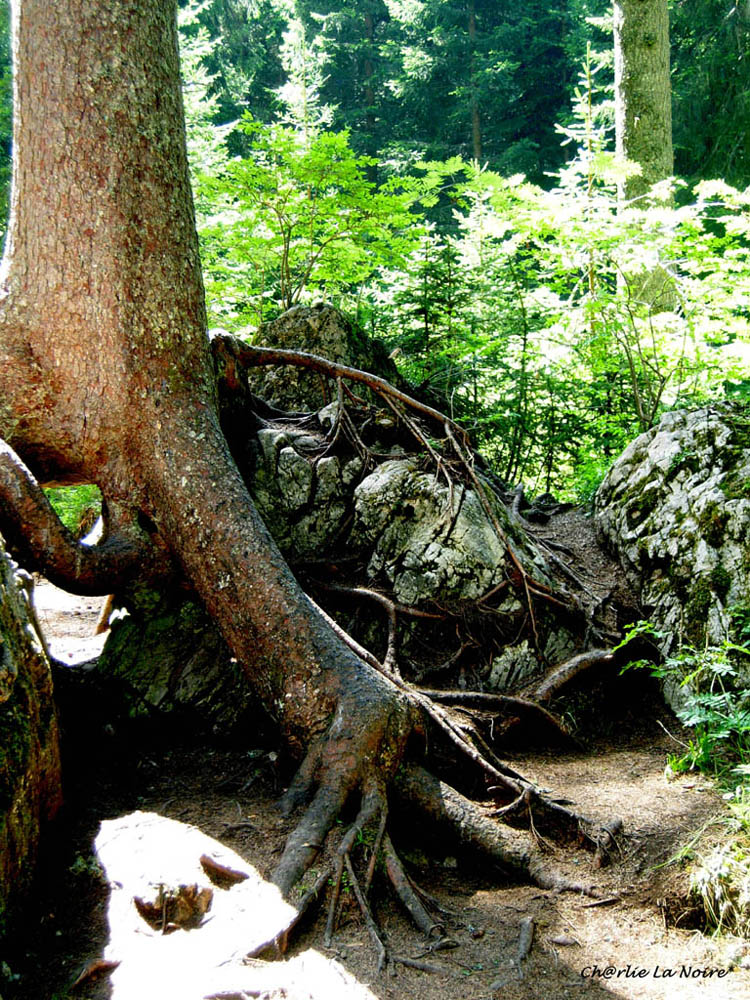 la terra ha radici. noi no.