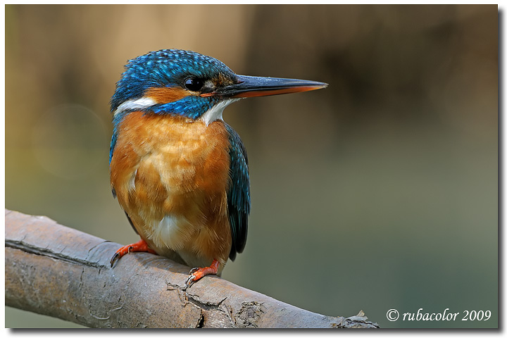 Incontro ravvicinato con la martina