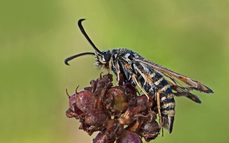 Bembecia ichneumoniformis