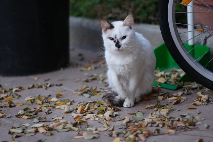 Gatto in mezzo alle foglie