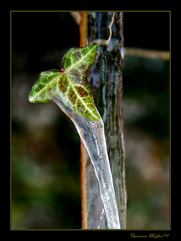 La morsa ddel freddo