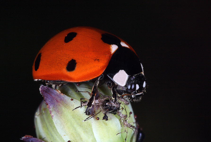...La Sentinella...!!!