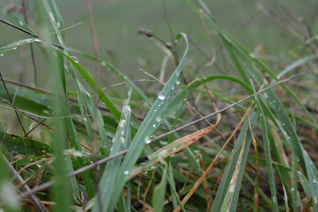 Gocce sull'erba