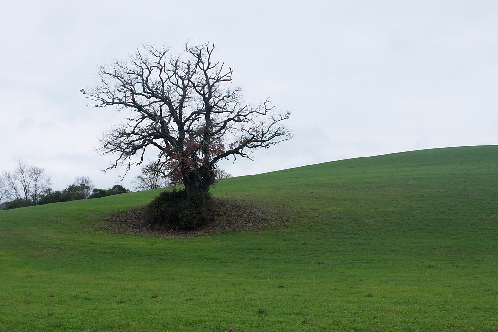 Albero solitario