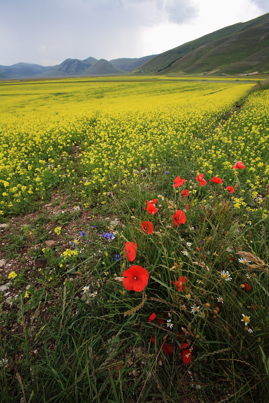 Mi ricordo di un prato fiorito