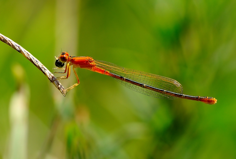 libellula