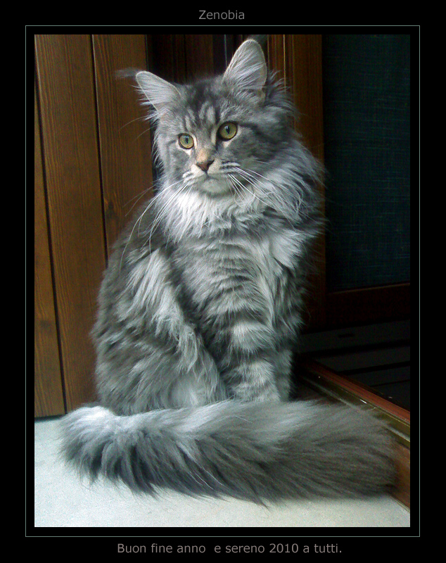 Zenobia - Buon 2010 -