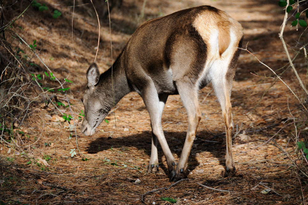 Passeggiando nei boschi.