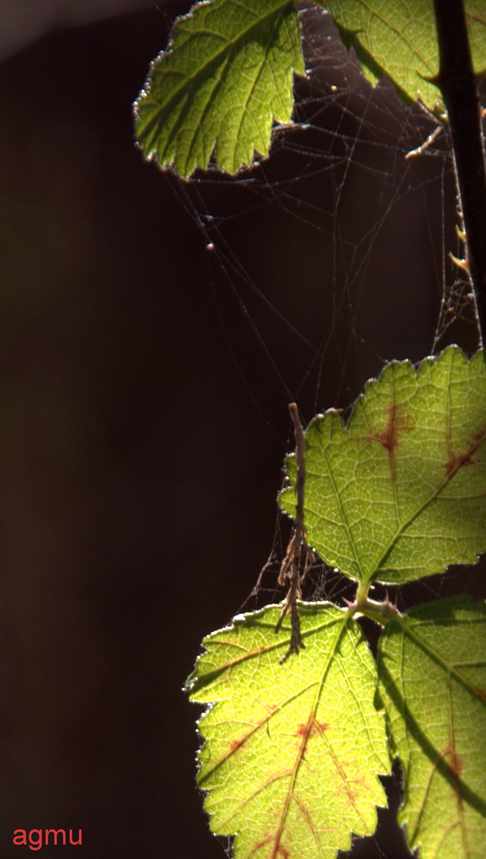 Il rametto e la ragnatela
