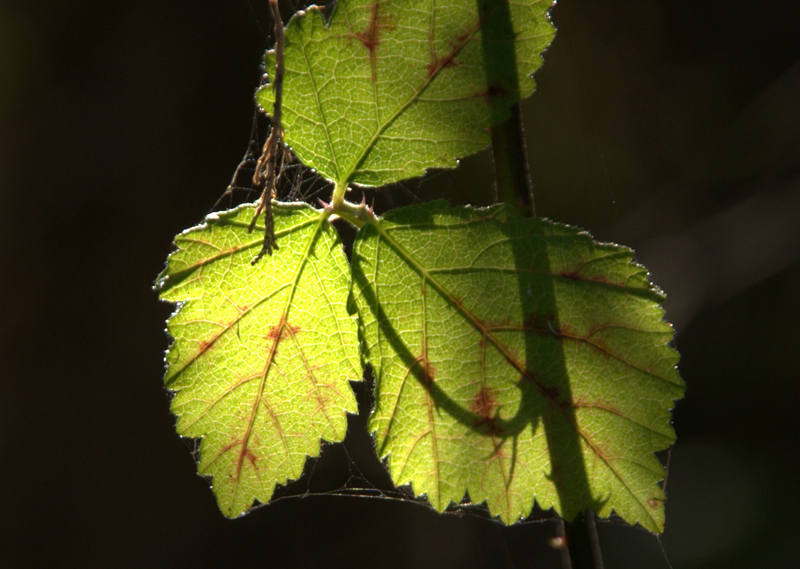 Il rametto e la ragnatela 2