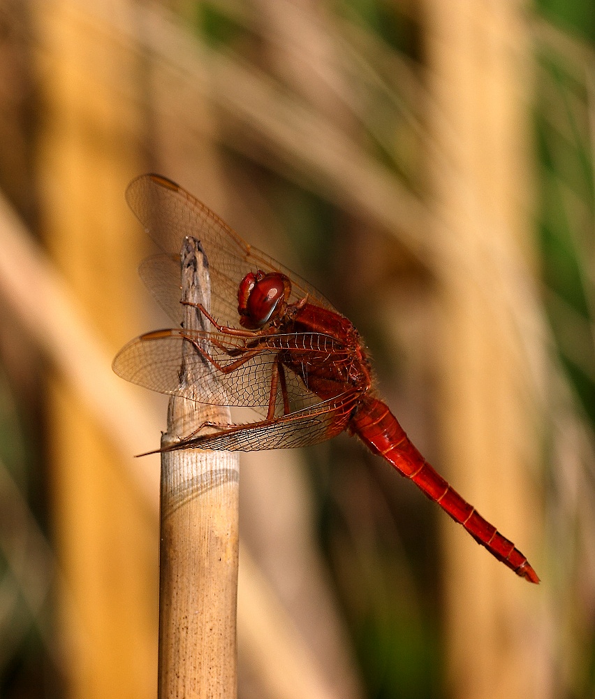...Aspettando La Primavera...!!!