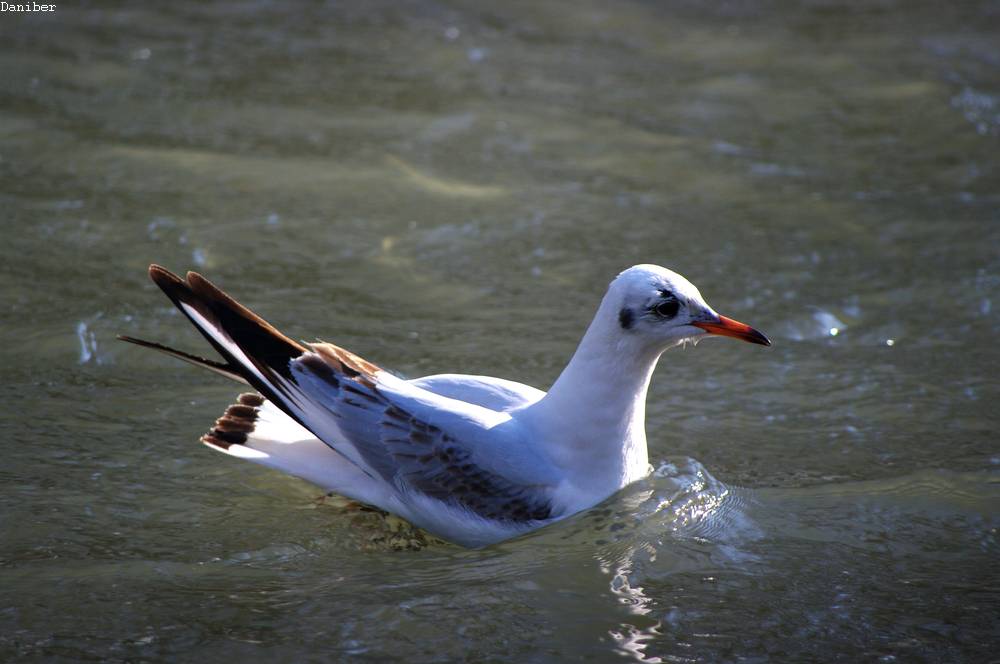Gabbiano - Parco Castello