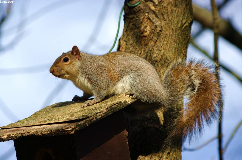 Scoiattolo 4285