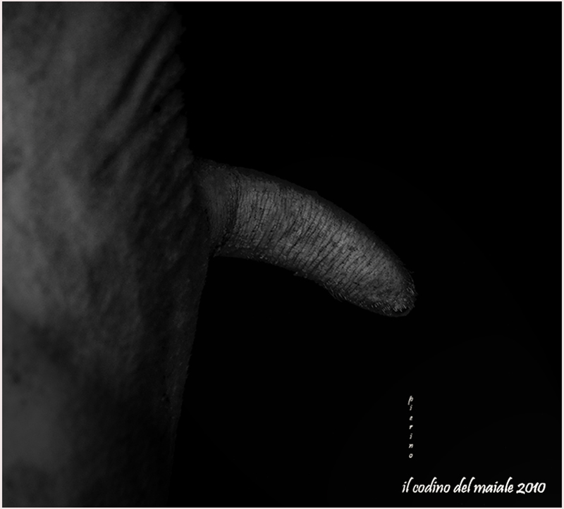 il codino del maiale