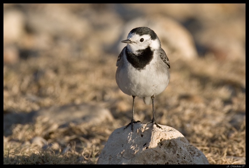 Motacilla alba