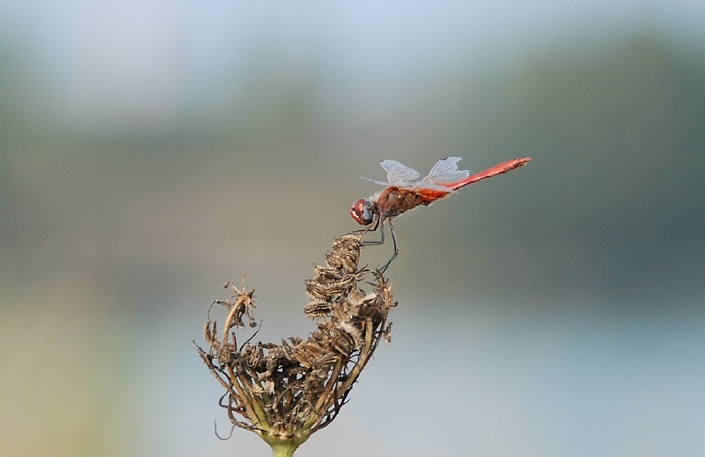libellula