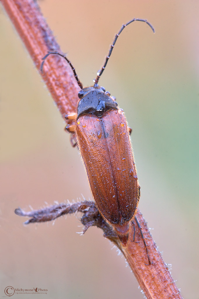 ....della famiglia dello scarabeo!!