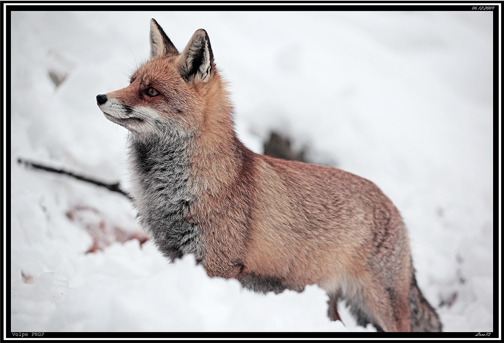 Volpe PNGP # 11