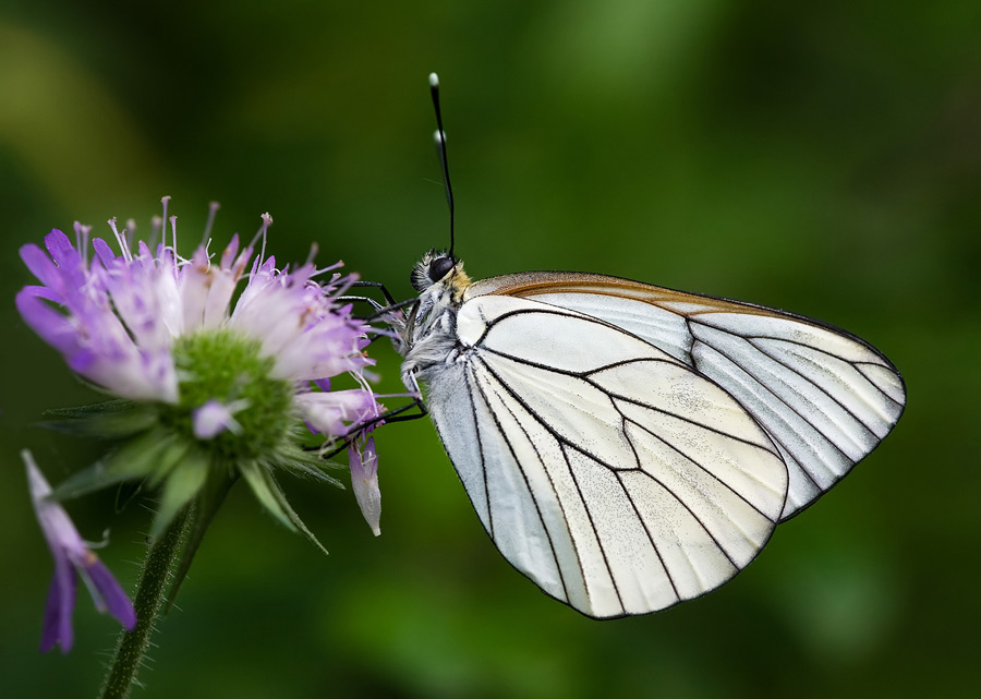 Nel mazzo delle Aporia