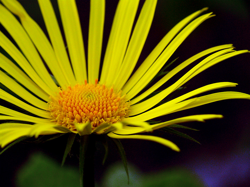 Giallo... alla pietra di bismantova...