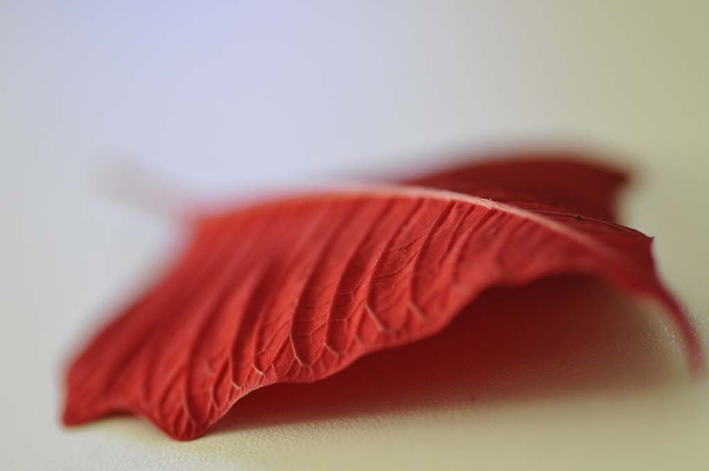 ...UN PETALO...SOLITARIO