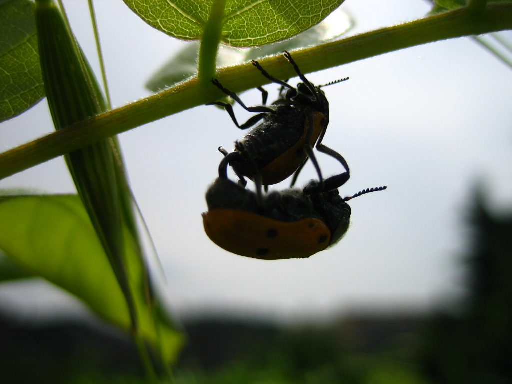 Coleotteri in amore