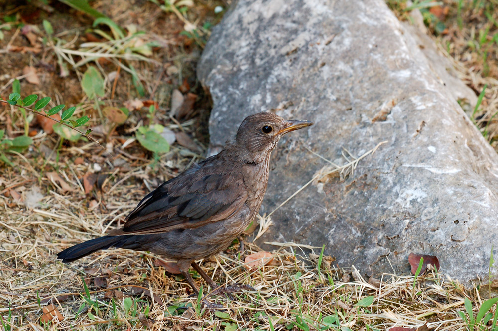 Giovane merlo curioso