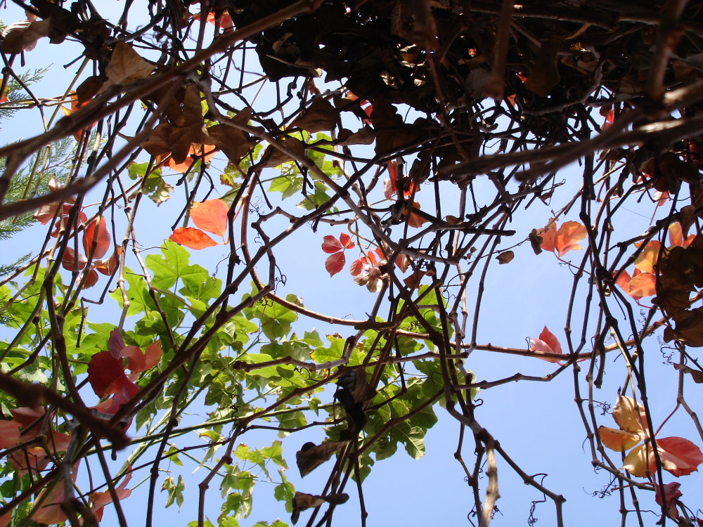Foglie e rami contro il cielo
