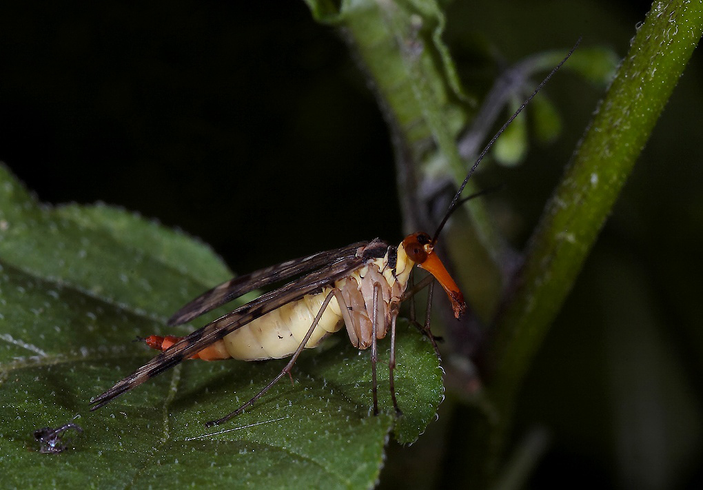 ...Mosca Scorpione...!!!