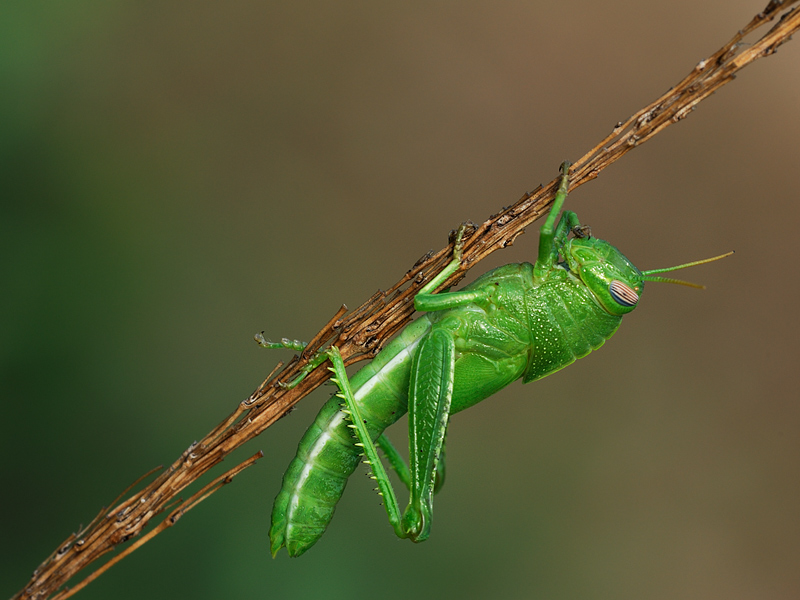 La cavalletta dispettosa