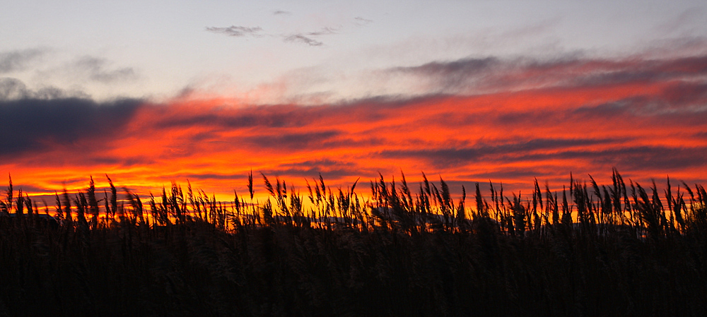 TRAMONTO IN CAMARGUE